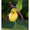 Cypripedium "emil" (orchidées Terrestres) Taille Pot De 1 Litre - 0/60 Cm -Flora Soldes 640394478eb604.74353989