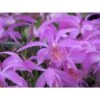 Pleione "tongariro" Taille Pot De 1 Litre - 0/40 Cm -Flora Soldes 64039448eb6037.23234350