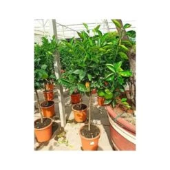 Citrus Sinensis (oranger) Blanc - Taille Pot De 4 Litres - 30/50 Cm -Flora Soldes 640394663e45d1.54346571