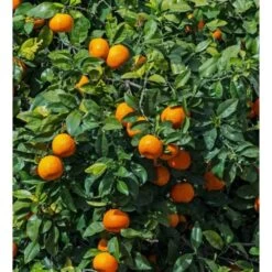 Citrus Sinensis (oranger) Blanc - Taille Pot De 4 Litres - 30/50 Cm -Flora Soldes 64039466424322.69526951