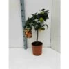 Citrus Sinensis (oranger) Blanc - Taille Pot De 4 Litres - 30/50 Cm -Flora Soldes 640394664b5fd9.15680431