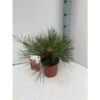 Grevillea Johnsonii (grevillea De Johnson Ou Fleur D'araignée De Johnson,) Pot De 4 Litres 50/60 Cm -Flora Soldes 6403954aca3650.56603580
