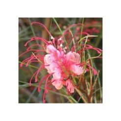 Grevillea Johnsonii (grevillea De Johnson Ou Fleur D'araignée De Johnson,) Taille Pot De 2 Litres 30/40 Cm -Flora Soldes 6403955172f749.85396273