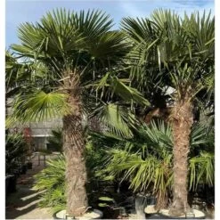 Trachycarpus Fortunei (palmier Chanvre, Palmier Moulin à Vent) Pot De 40l - Tronc 60/70cm - Total 150/170cm -Flora Soldes 64039565d31a93.87671280