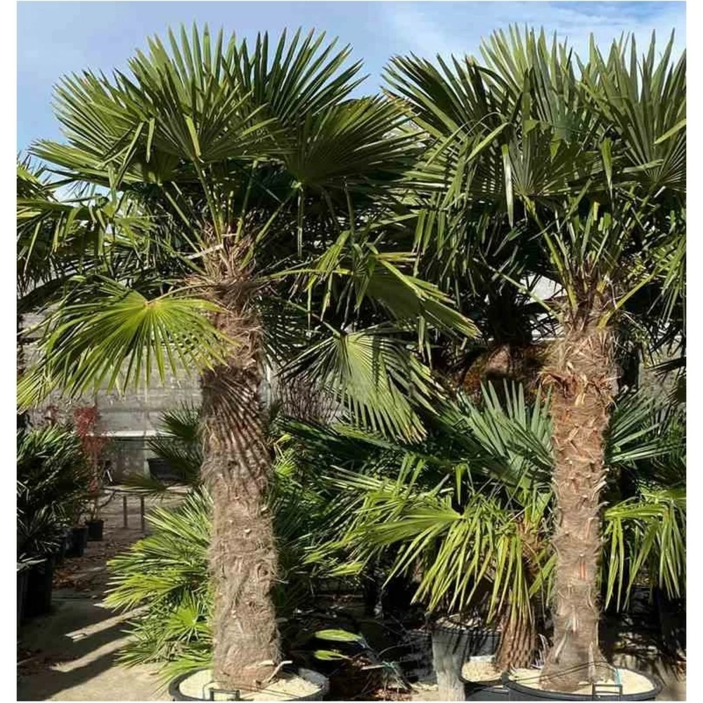 Trachycarpus Fortunei (palmier Chanvre, Palmier Moulin à Vent) Pot De 40l - Tronc 80/90 Cm - Total 180/220cm 4 Trachycarpus Fortunei (palmier Chanvre, Palmier Moulin à Vent) Pot De 40l - Tronc 80/90 Cm - Total 180/220cm - Image 2
