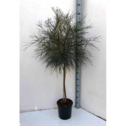 Grevillea Johnsonii (grevillea De Johnson Ou Fleur D'araignée De Johnson,) Taille Pot De 6 Litres - 100/120 Cm 8 Grevillea Johnsonii (grevillea De Johnson Ou Fleur D'araignée De Johnson,) Taille Pot De 6 Litres - 100/120 Cm -Flora Soldes 640395807e85b6.70200338