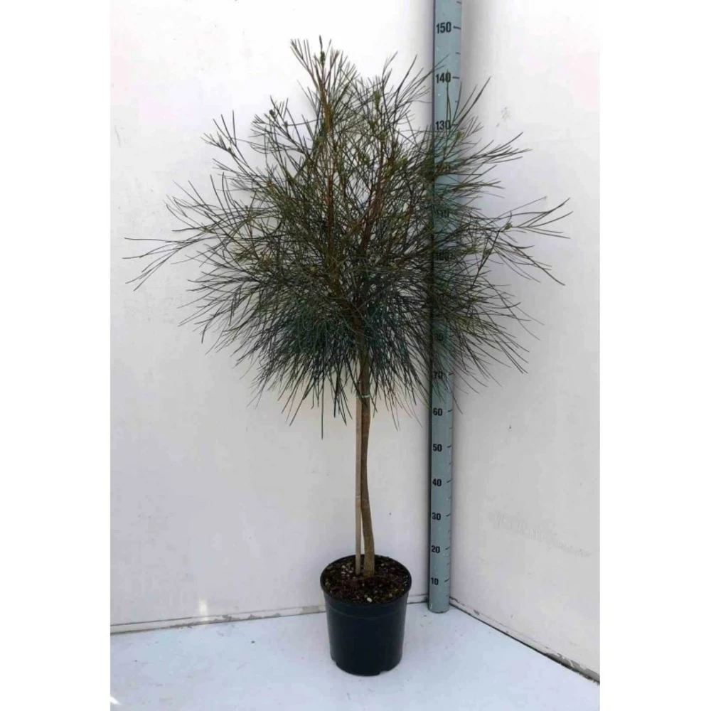 Grevillea Johnsonii (grevillea De Johnson Ou Fleur D'araignée De Johnson,) Taille Pot De 6 Litres - 100/120 Cm 5 Grevillea Johnsonii (grevillea De Johnson Ou Fleur D'araignée De Johnson,) Taille Pot De 6 Litres - 100/120 Cm - Image 3