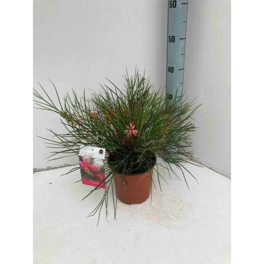 Grevillea Johnsonii (grevillea De Johnson Ou Fleur D'araignée De Johnson,) Taille Pot De 6 Litres - 100/120 Cm 3 Grevillea Johnsonii (grevillea De Johnson Ou Fleur D'araignée De Johnson,) Taille Pot De 6 Litres - 100/120 Cm