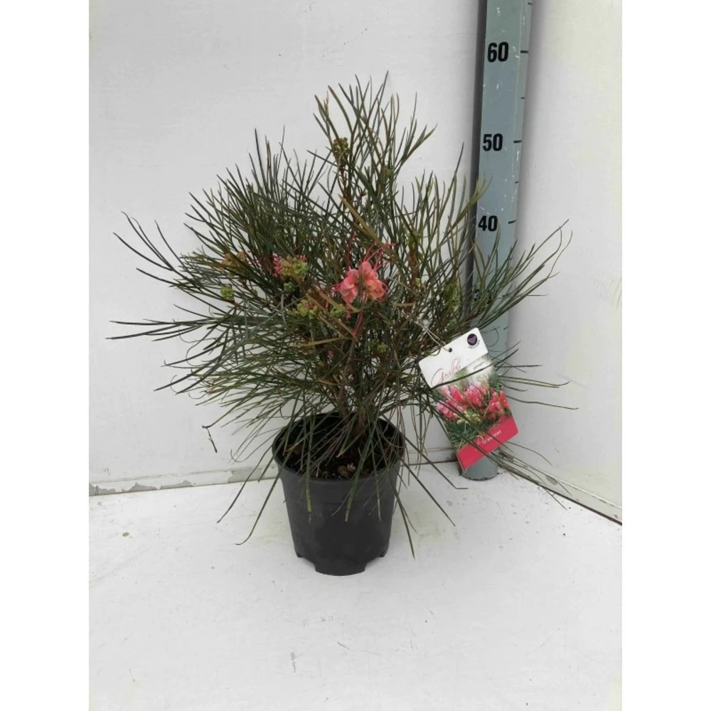 Grevillea Johnsonii (grevillea De Johnson Ou Fleur D'araignée De Johnson,) Taille Pot De 6 Litres - 100/120 Cm 4 Grevillea Johnsonii (grevillea De Johnson Ou Fleur D'araignée De Johnson,) Taille Pot De 6 Litres - 100/120 Cm - Image 2