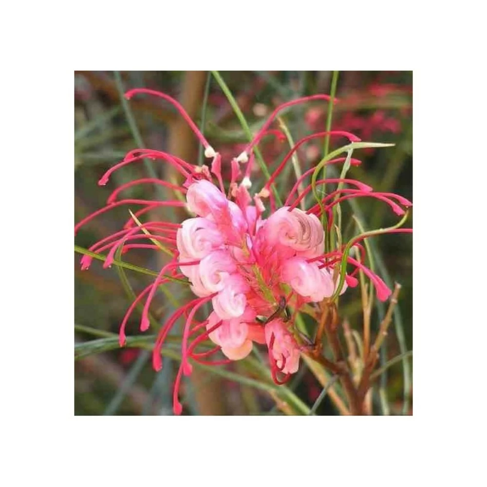 Grevillea Johnsonii (grevillea De Johnson Ou Fleur D'araignée De Johnson,) Taille Pot De 6 Litres - 100/120 Cm 6 Grevillea Johnsonii (grevillea De Johnson Ou Fleur D'araignée De Johnson,) Taille Pot De 6 Litres - 100/120 Cm - Image 4
