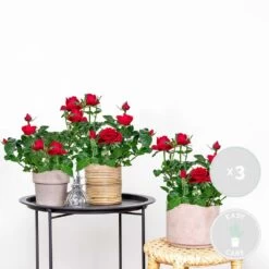 3x Pot Rose Rouge - Rosa - Plante D'intérieur & Terrasse - ⌀12cm– ↕20-30cm -Flora Soldes 64062fbc537350.58173305
