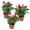 3x Pot Rose Rouge - Rosa - Plante D'intérieur & Terrasse - ⌀12cm– ↕20-30cm -Flora Soldes 64062fbc6d16c2.66777191