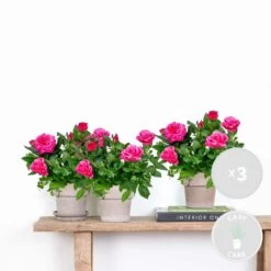 3x Pot Rose Rose - Rosa – Plante De Terrasse & D'intérieur – ⌀12cm – ↕20-30cm 7 3x Pot Rose Rose - Rosa – Plante De Terrasse & D'intérieur – ⌀12cm – ↕20-30cm -Flora Soldes 64062fbfb8afd5.68085326