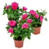 3x Pot Rose Rose - Rosa – Plante De Terrasse & D'intérieur – ⌀12cm – ↕20-30cm -Flora Soldes 64062fbfbc9513.48659997