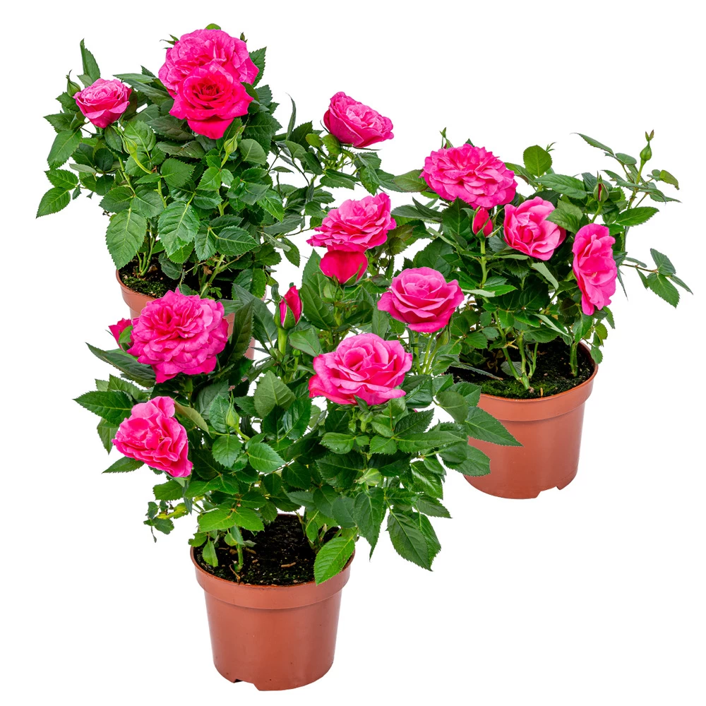 3x Pot Rose Rose - Rosa – Plante De Terrasse & D'intérieur – ⌀12cm – ↕20-30cm 3 3x Pot Rose Rose - Rosa – Plante De Terrasse & D'intérieur – ⌀12cm – ↕20-30cm