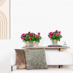 3x Pot Rose Rose - Rosa – Plante De Terrasse & D'intérieur – ⌀12cm – ↕20-30cm 9 3x Pot Rose Rose - Rosa – Plante De Terrasse & D'intérieur – ⌀12cm – ↕20-30cm -Flora Soldes 64062fbfc0d959.17995780