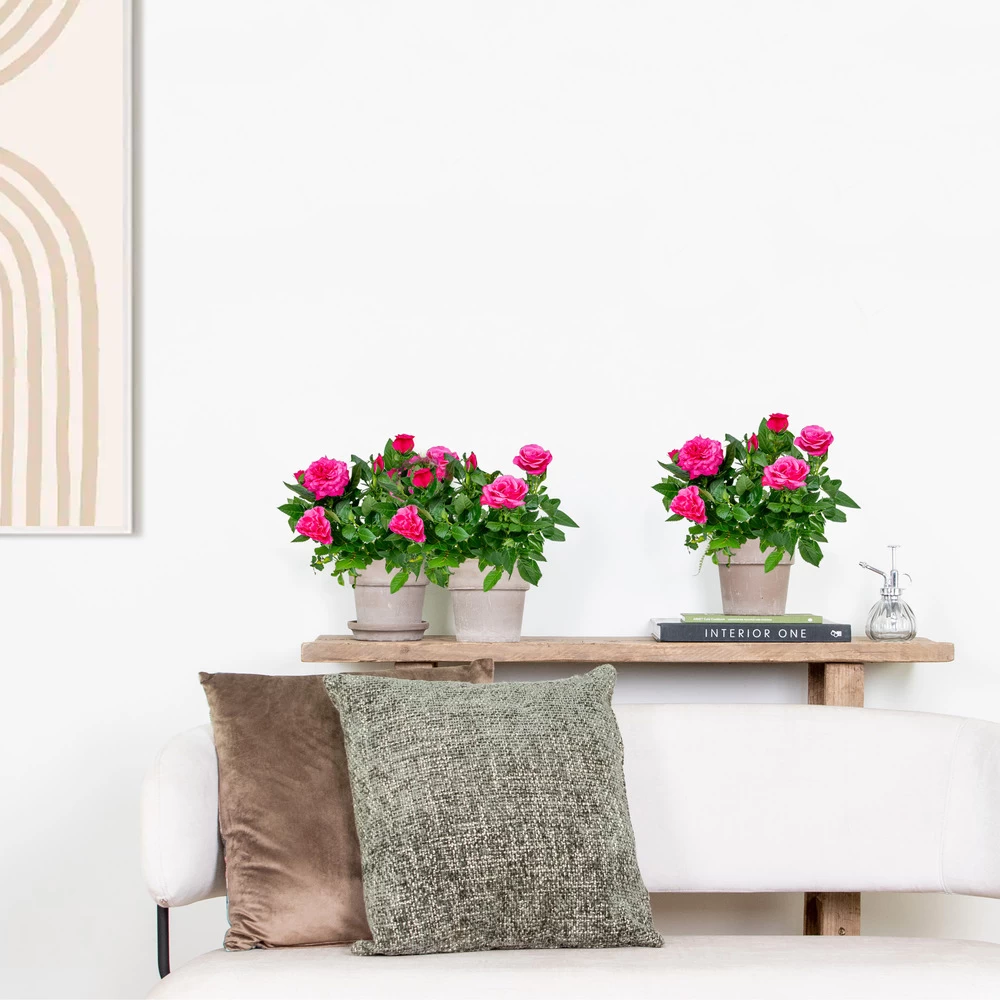 3x Pot Rose Rose - Rosa – Plante De Terrasse & D'intérieur – ⌀12cm – ↕20-30cm 6 3x Pot Rose Rose - Rosa – Plante De Terrasse & D'intérieur – ⌀12cm – ↕20-30cm - Image 4