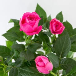 3x Pot Rose Rose - Rosa – Plante De Terrasse & D'intérieur – ⌀12cm – ↕20-30cm 8 3x Pot Rose Rose - Rosa – Plante De Terrasse & D'intérieur – ⌀12cm – ↕20-30cm -Flora Soldes 64062fbfd17801.69056399