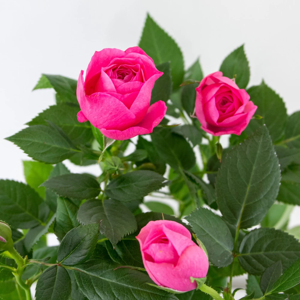 3x Pot Rose Rose - Rosa – Plante De Terrasse & D'intérieur – ⌀12cm – ↕20-30cm 5 3x Pot Rose Rose - Rosa – Plante De Terrasse & D'intérieur – ⌀12cm – ↕20-30cm - Image 3