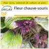 Kit De Culture - Fleur Chauve-souris - 10 Graines - Tacca Chantrieri -Flora Soldes 64063aa2d1e7e6.10952167