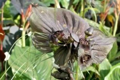 Kit De Culture - Fleur Chauve-souris - 10 Graines - Tacca Chantrieri -Flora Soldes 64063aa2db9035.02599166