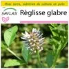 Kit De Culture - Réglisse Glabre - 30 Graines - Glycyrrhiza Glabra -Flora Soldes 64064109e77d20.99740012