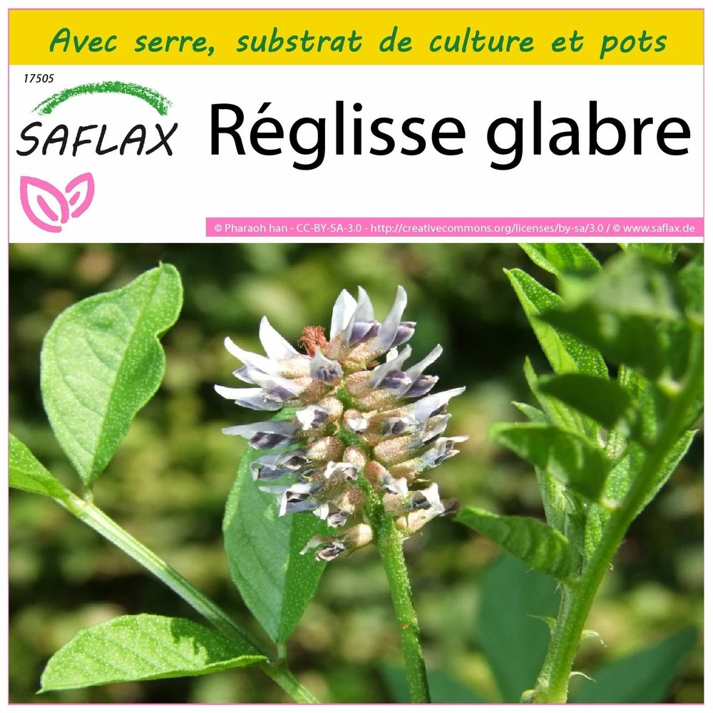 Kit De Culture - Réglisse Glabre - 30 Graines - Glycyrrhiza Glabra 3 Kit De Culture - Réglisse Glabre - 30 Graines - Glycyrrhiza Glabra