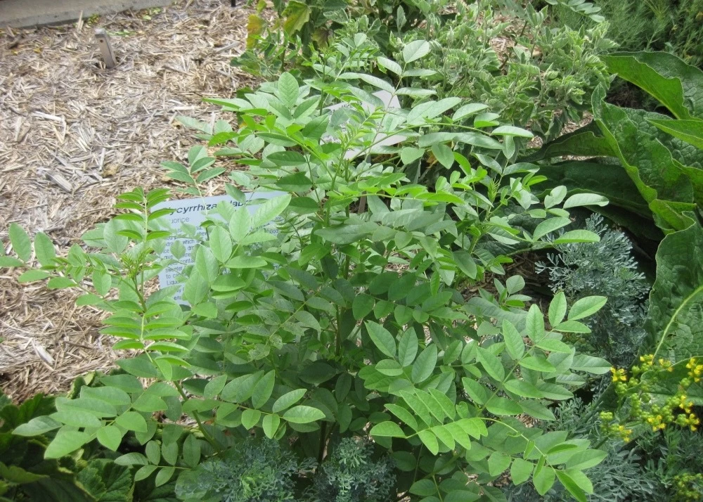 Kit De Culture - Réglisse Glabre - 30 Graines - Glycyrrhiza Glabra 8 Kit De Culture - Réglisse Glabre - 30 Graines - Glycyrrhiza Glabra - Image 6