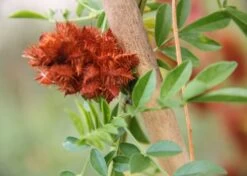 Kit De Culture - Réglisse Glabre - 30 Graines - Glycyrrhiza Glabra 15 Kit De Culture - Réglisse Glabre - 30 Graines - Glycyrrhiza Glabra -Flora Soldes 6406410a209c89.30083394