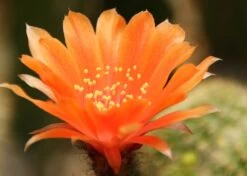 Kit De Culture - Cactus Nain Argentin - 40 Graines - Rebutia / Mix -Flora Soldes 6406411334a385.82973600
