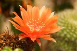 Kit De Culture - Cactus Nain Argentin - 40 Graines - Rebutia / Mix -Flora Soldes 640641133925d5.53399073