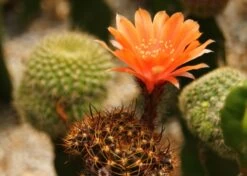 Kit De Culture - Cactus Nain Argentin - 40 Graines - Rebutia / Mix -Flora Soldes 640641133d8f32.78608637