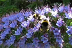 Kit De Culture - Vipérine De Madère - 100 Graines - Echium Fastuosa 14 Kit De Culture - Vipérine De Madère - 100 Graines - Echium Fastuosa -Flora Soldes 64064122857f33.93017870