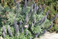 Kit De Culture - Vipérine De Madère - 100 Graines - Echium Fastuosa 13 Kit De Culture - Vipérine De Madère - 100 Graines - Echium Fastuosa -Flora Soldes 640641228ae338.50050916