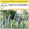 Kit De Culture - Vipérine De Madère - 100 Graines - Echium Fastuosa 2 Kit De Culture - Vipérine De Madère - 100 Graines - Echium Fastuosa -Flora Soldes 640641228f6520.16115787