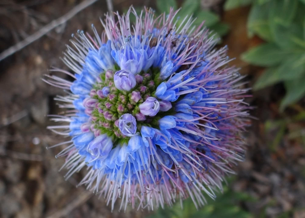 Kit De Culture - Vipérine De Madère - 100 Graines - Echium Fastuosa 9 Kit De Culture - Vipérine De Madère - 100 Graines - Echium Fastuosa - Image 7