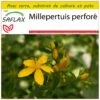 Kit De Culture - Millepertuis Perforé - 300 Graines - Hypericum Perforatum 1 Kit De Culture - Millepertuis Perforé - 300 Graines - Hypericum Perforatum -Flora Soldes 64064130c6e4a7.60710338