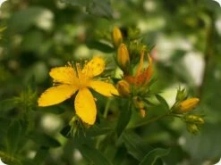 Kit De Culture - Millepertuis Perforé - 300 Graines - Hypericum Perforatum -Flora Soldes 64064130d076c2.07984889