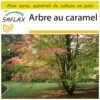Kit De Culture - Arbre Au Caramel - 200 Graines - Cercidiphyllum Japonicum 1 Kit De Culture - Arbre Au Caramel - 200 Graines - Cercidiphyllum Japonicum -Flora Soldes 64064132ae18b7.00485429