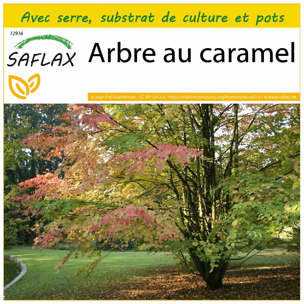 Kit De Culture - Arbre Au Caramel - 200 Graines - Cercidiphyllum Japonicum 3 Kit De Culture - Arbre Au Caramel - 200 Graines - Cercidiphyllum Japonicum