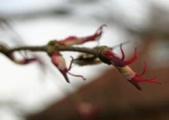 Kit De Culture - Arbre Au Caramel - 200 Graines - Cercidiphyllum Japonicum 14 Kit De Culture - Arbre Au Caramel - 200 Graines - Cercidiphyllum Japonicum -Flora Soldes 64064132b43652.18516611