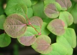 Kit De Culture - Arbre Au Caramel - 200 Graines - Cercidiphyllum Japonicum 12 Kit De Culture - Arbre Au Caramel - 200 Graines - Cercidiphyllum Japonicum -Flora Soldes 64064132b8b5b0.99715833