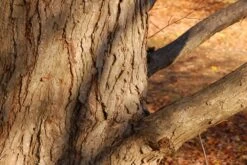 Kit De Culture - Arbre Au Caramel - 200 Graines - Cercidiphyllum Japonicum 13 Kit De Culture - Arbre Au Caramel - 200 Graines - Cercidiphyllum Japonicum -Flora Soldes 64064132bf1940.87270238