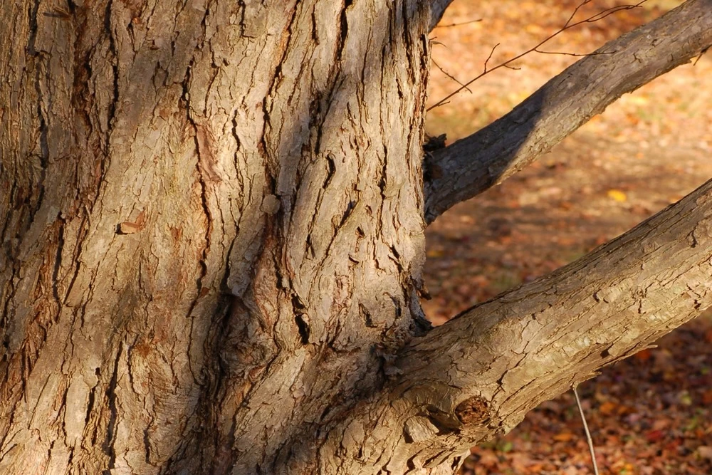 Kit De Culture - Arbre Au Caramel - 200 Graines - Cercidiphyllum Japonicum 7 Kit De Culture - Arbre Au Caramel - 200 Graines - Cercidiphyllum Japonicum - Image 5