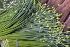 Kit De Culture - Bio - Ciboulette De Chine - 100 Graines - Allium Tuberosum -Flora Soldes 6406414b167639.94224056