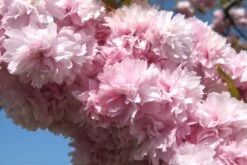 Kit De Culture - Cerisier Du Japon - 30 Graines - Prunus Serrulata 14 Kit De Culture - Cerisier Du Japon - 30 Graines - Prunus Serrulata -Flora Soldes 640641574ab250.52700865