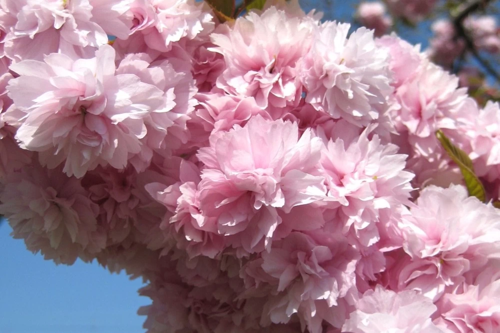 Kit De Culture - Cerisier Du Japon - 30 Graines - Prunus Serrulata 8 Kit De Culture - Cerisier Du Japon - 30 Graines - Prunus Serrulata - Image 6