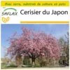 Kit De Culture - Cerisier Du Japon - 30 Graines - Prunus Serrulata 2 Kit De Culture - Cerisier Du Japon - 30 Graines - Prunus Serrulata -Flora Soldes 6406415750c553.15656168