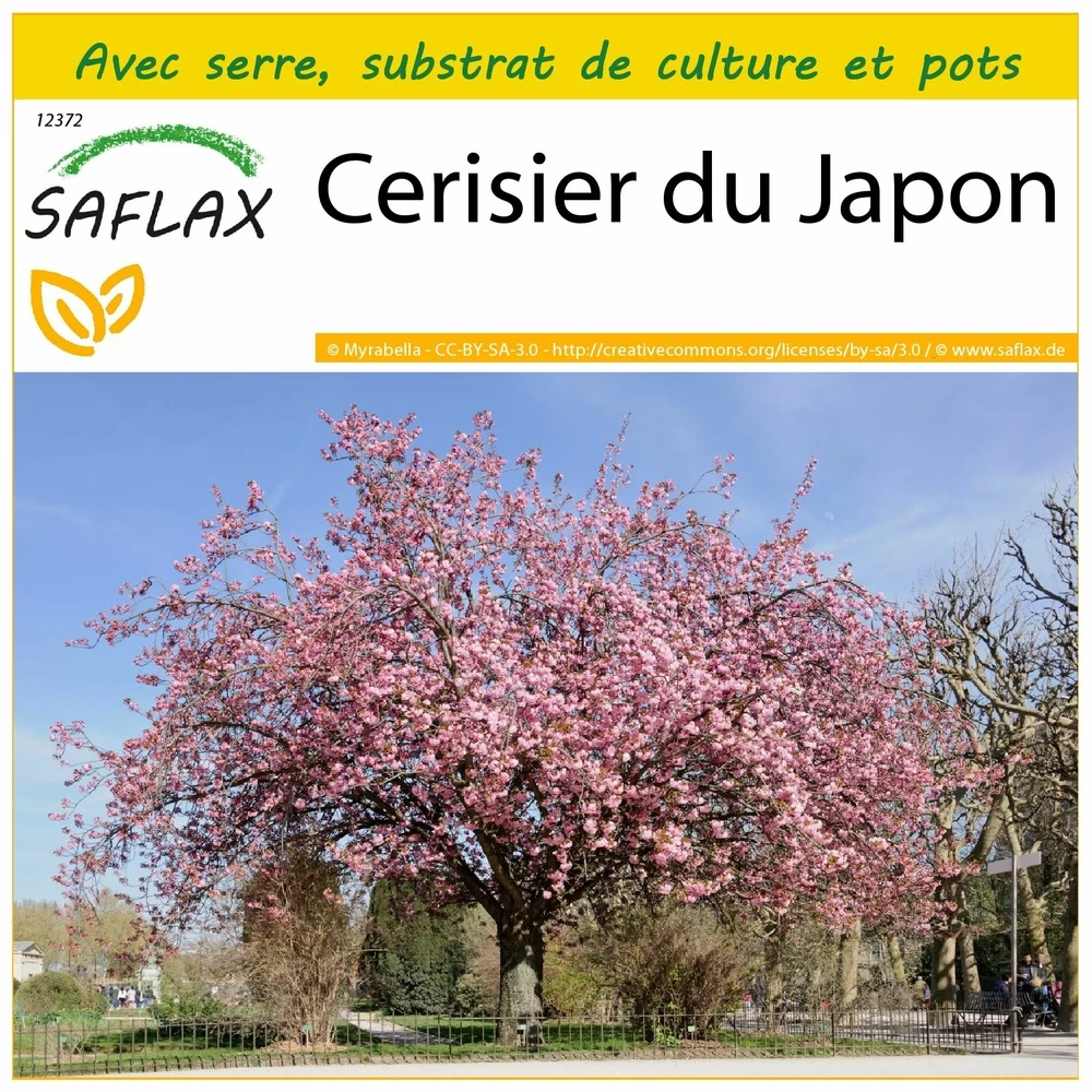 Kit De Culture - Cerisier Du Japon - 30 Graines - Prunus Serrulata 3 Kit De Culture - Cerisier Du Japon - 30 Graines - Prunus Serrulata