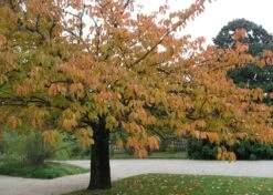 Kit De Culture - Cerisier Du Japon - 30 Graines - Prunus Serrulata 15 Kit De Culture - Cerisier Du Japon - 30 Graines - Prunus Serrulata -Flora Soldes 640641575b4f81.13640687